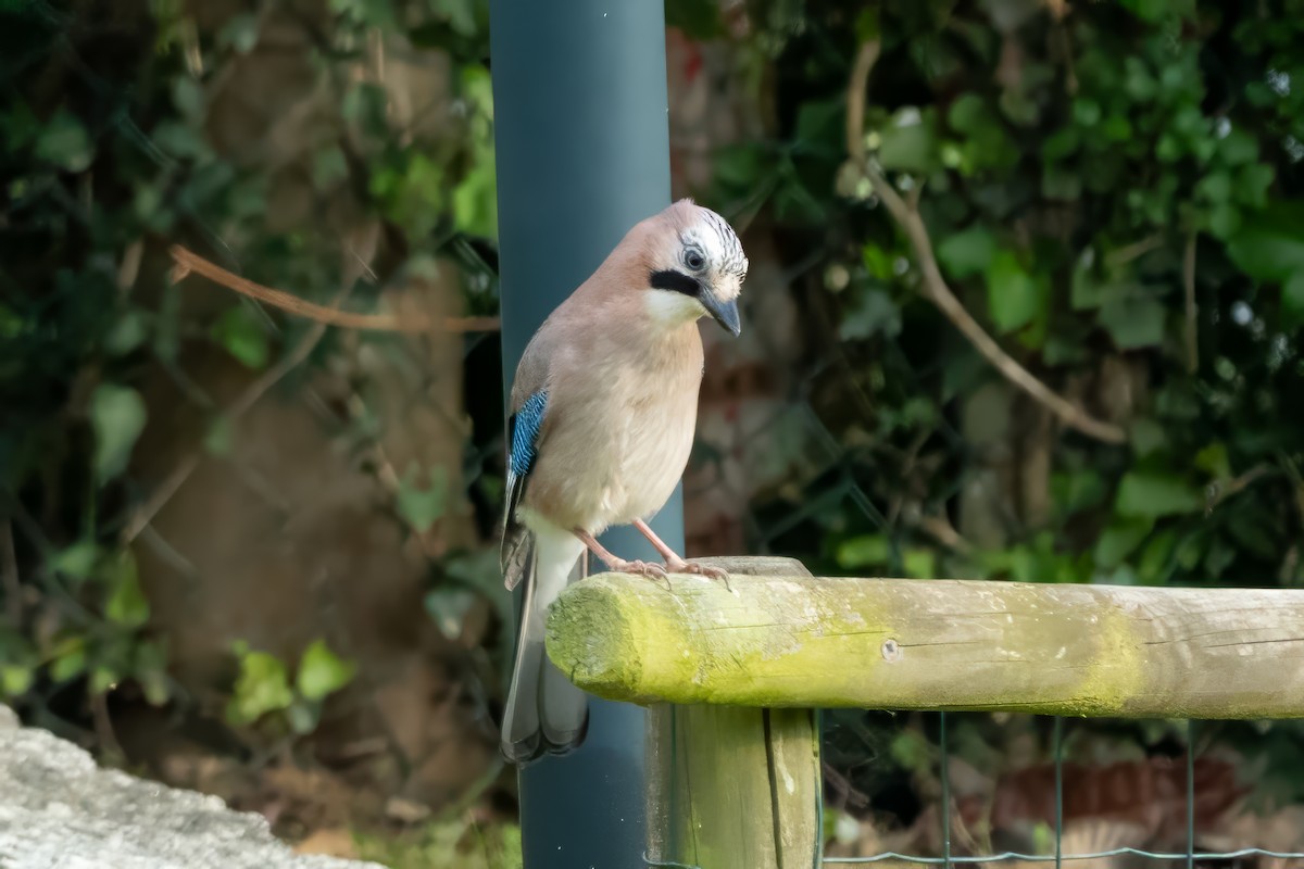 Eurasian Jay - ML635354655