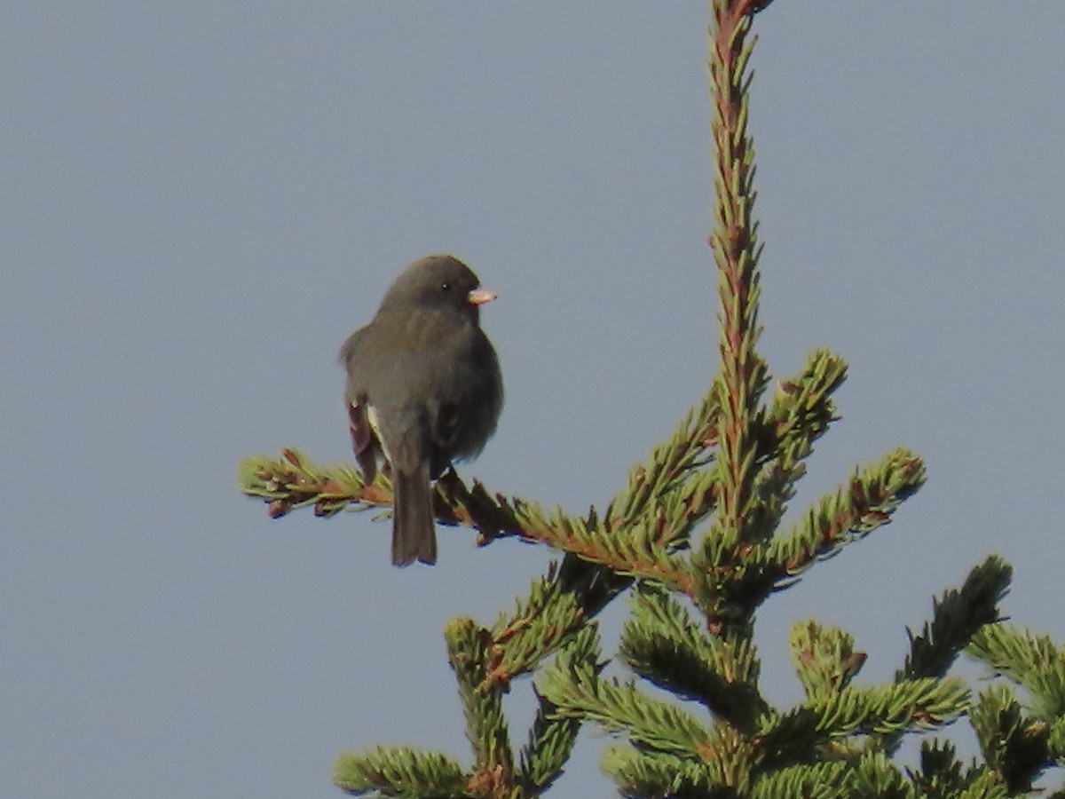 Junco ardoisé - ML635354676