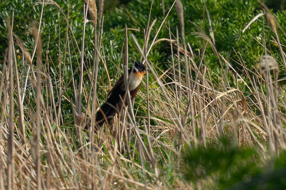 カンムリカッコウ - ML635354705