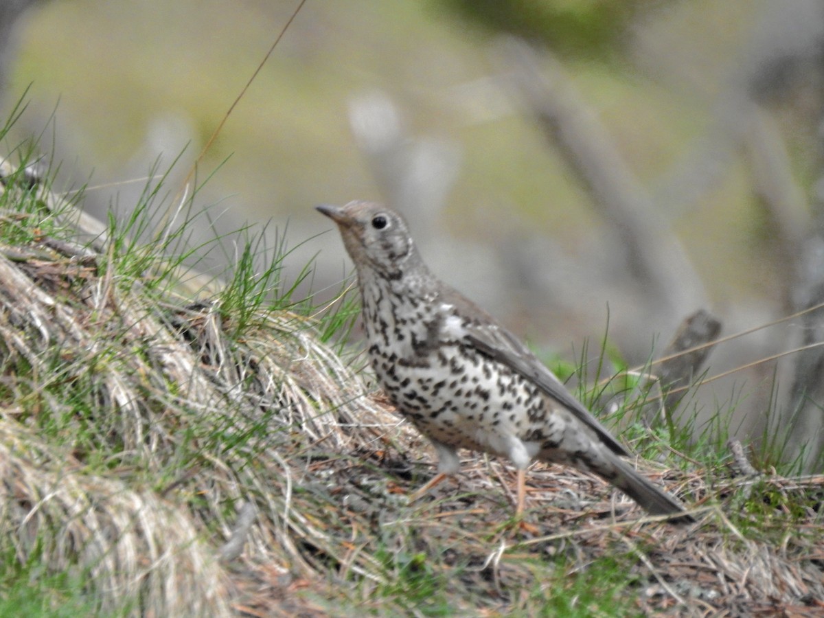 Mistle Thrush - ML635354714