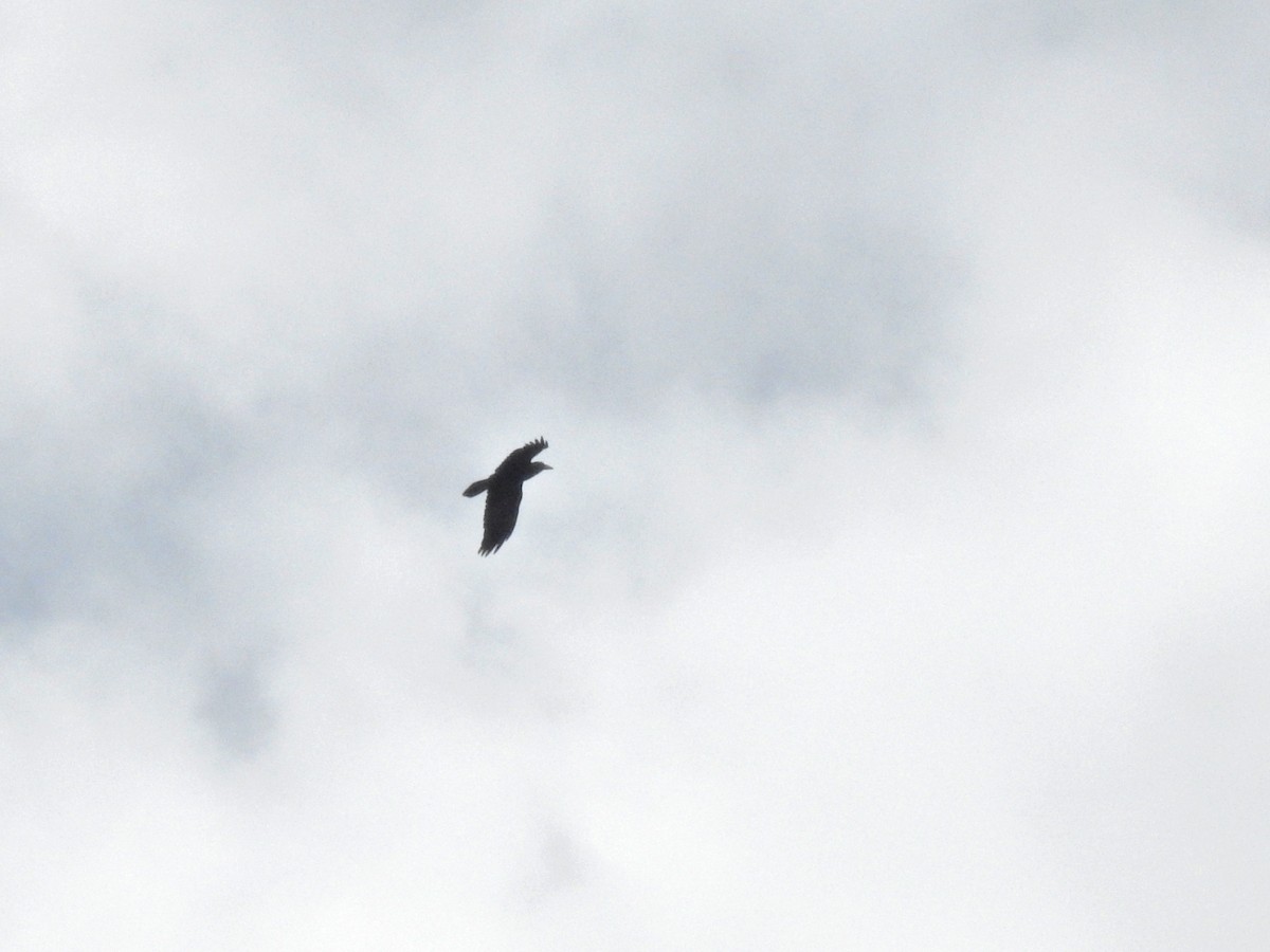 Common Raven - ML635354718