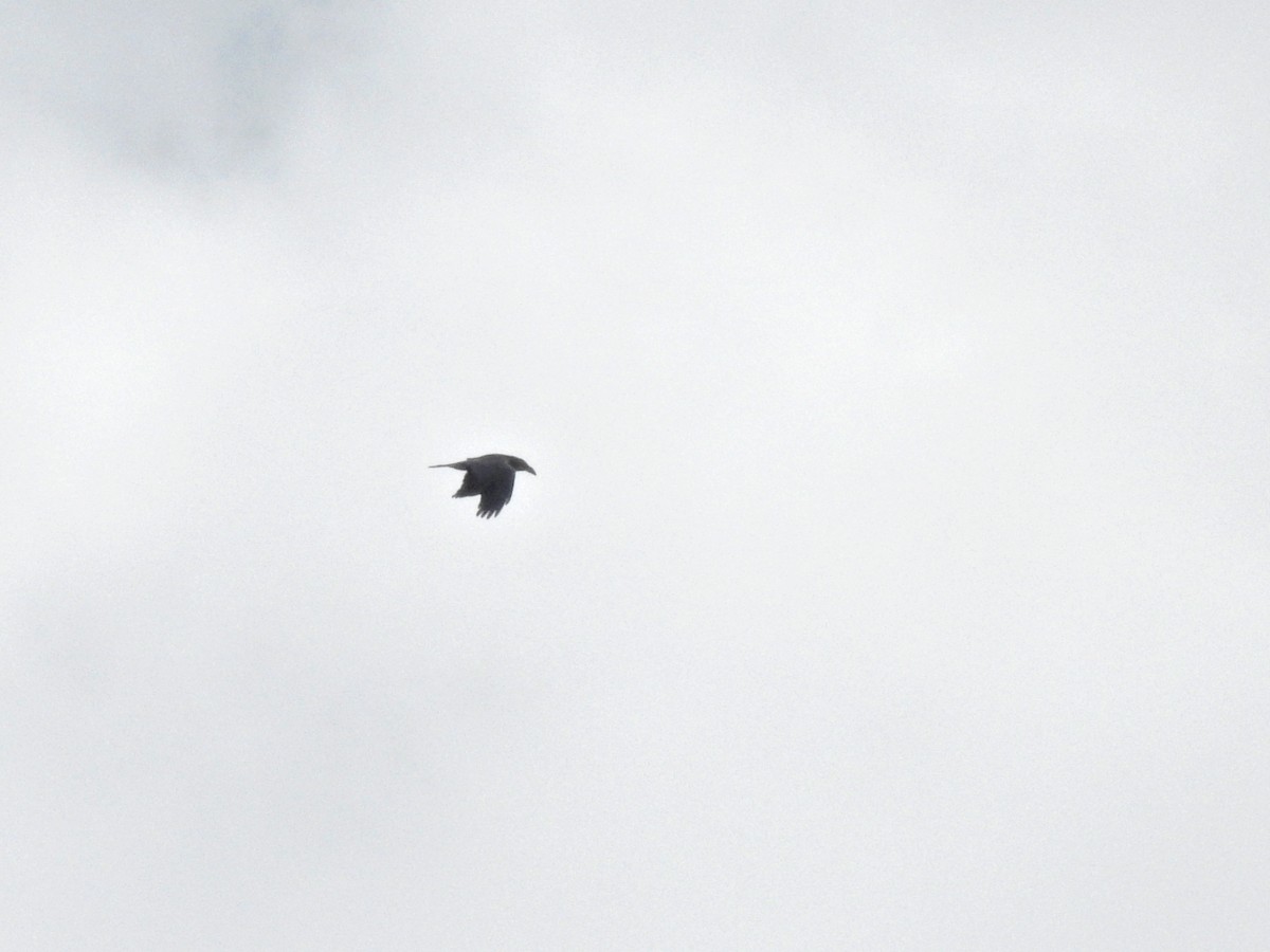 Common Raven - ML635354719