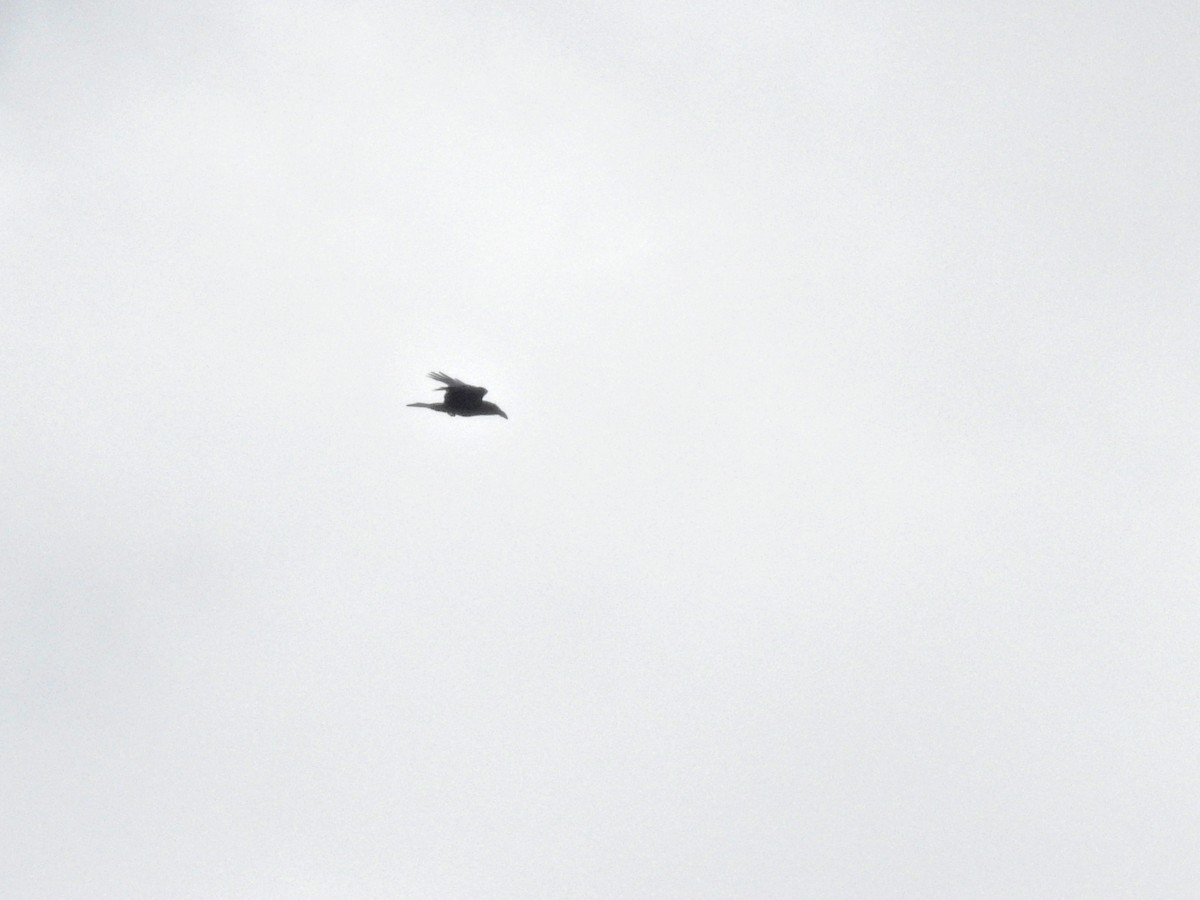 Common Raven - ML635354720
