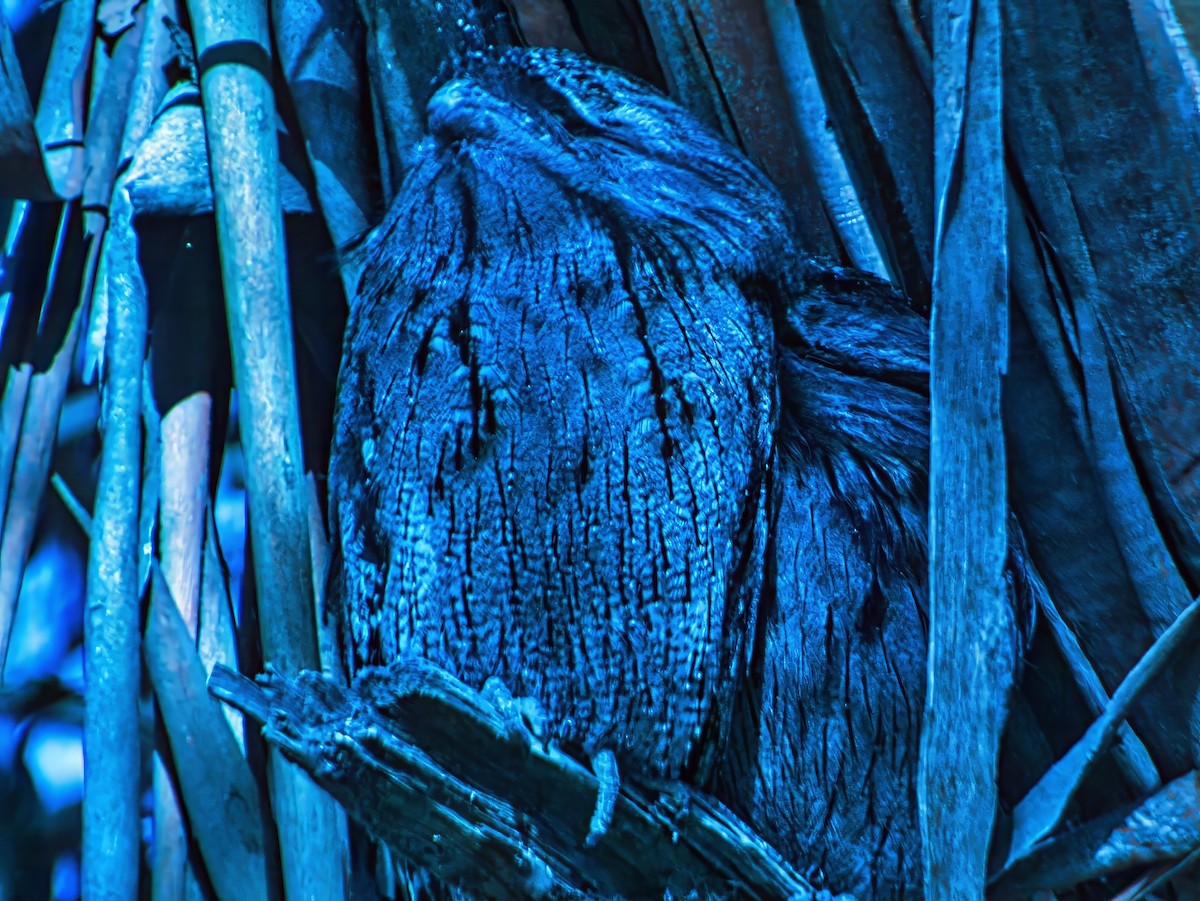 Tawny Frogmouth - ML635354721