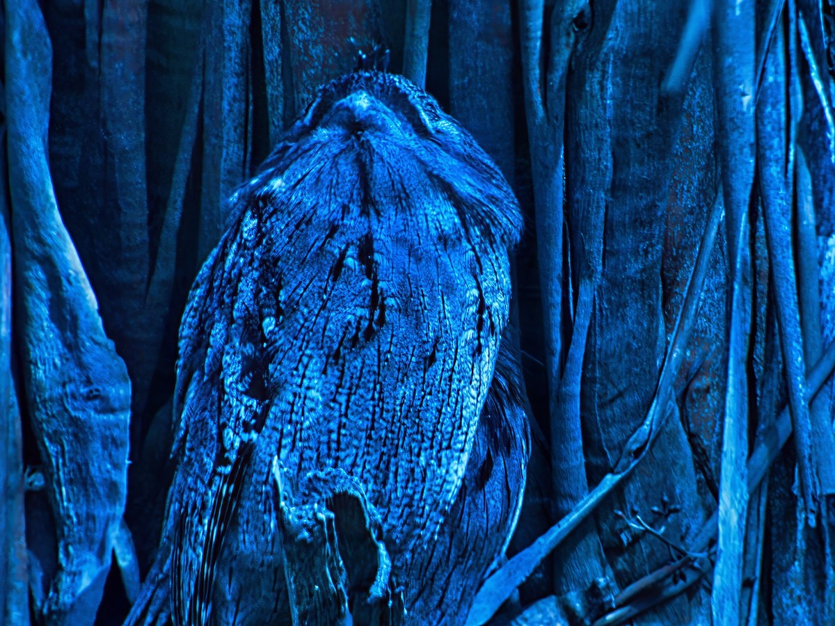 Tawny Frogmouth - ML635354722