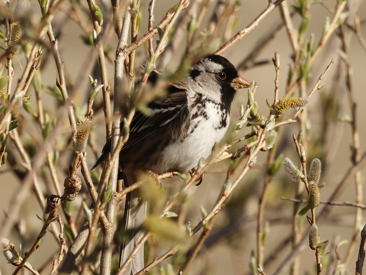 Harris's Sparrow - ML635354779