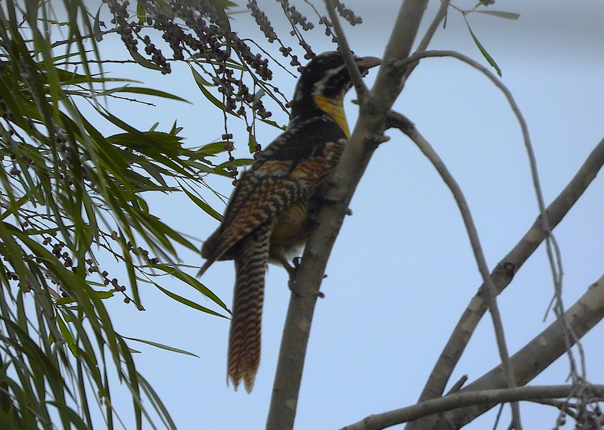 Pacific Koel - ML635354853
