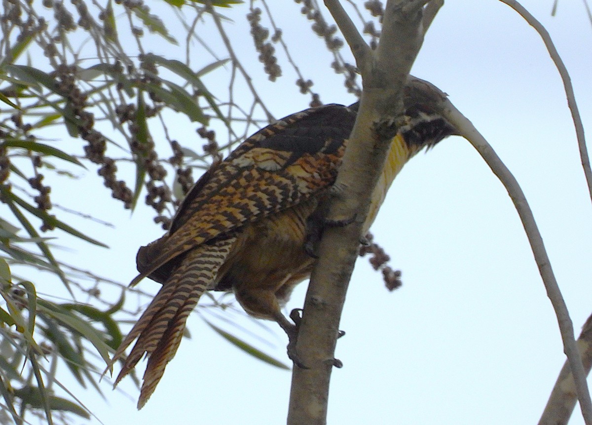Pacific Koel - ML635354856
