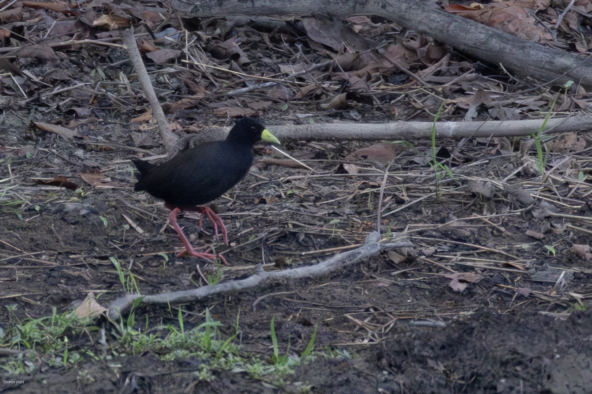 Black Crake - ML635354859