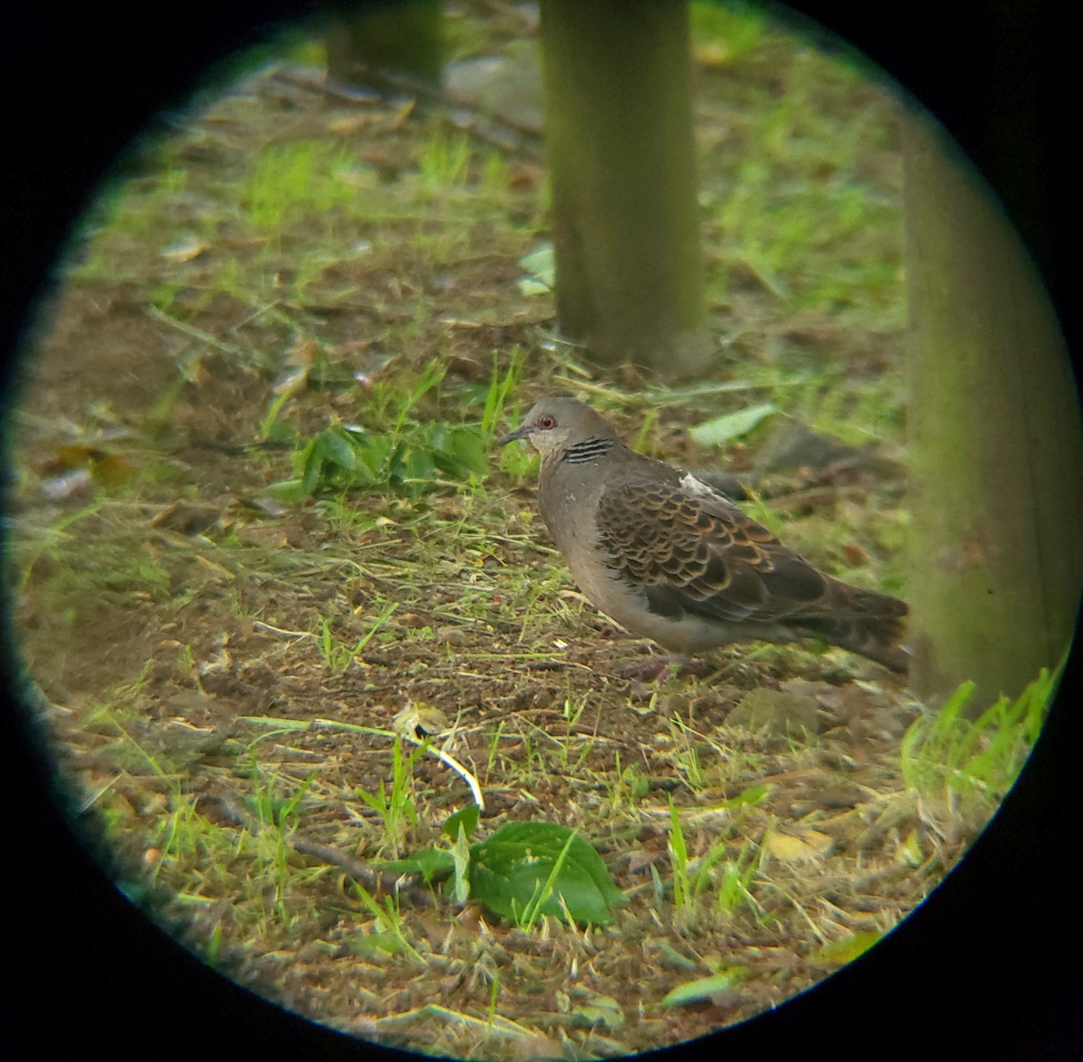 Oriental Turtle-Dove - ML635354891