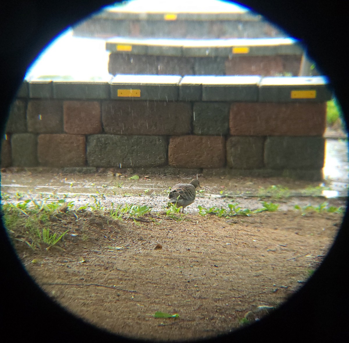 Oriental Turtle-Dove - ML635354892