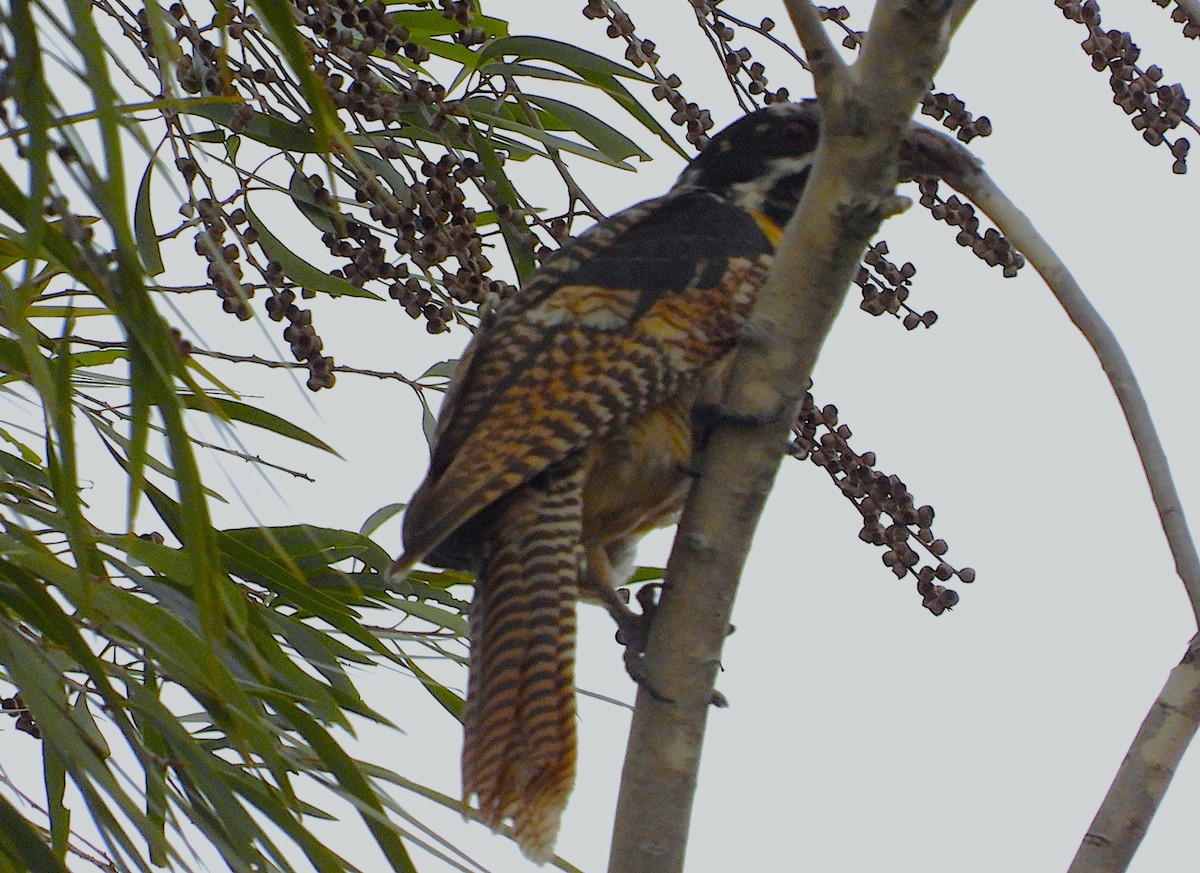 Pacific Koel - ML635354895