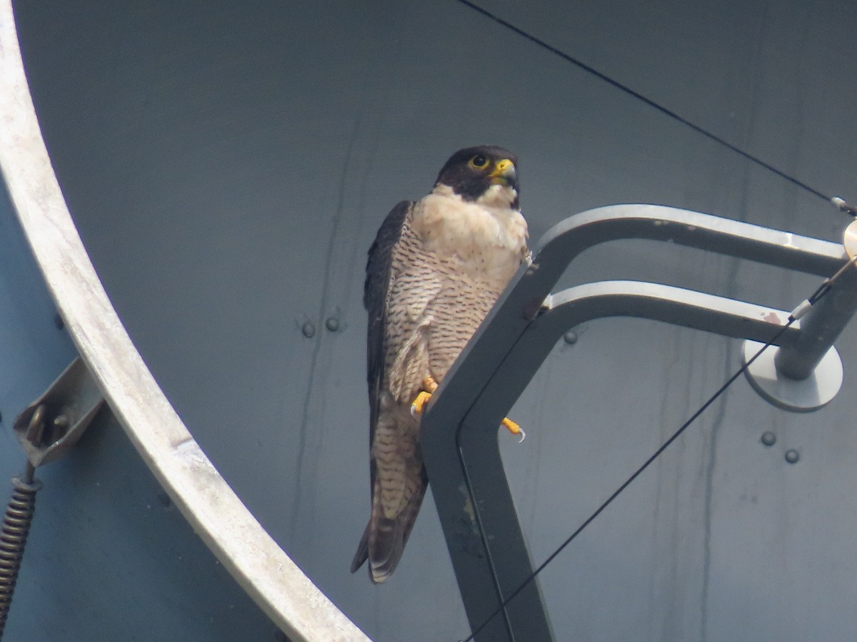 Peregrine Falcon - ML635354971