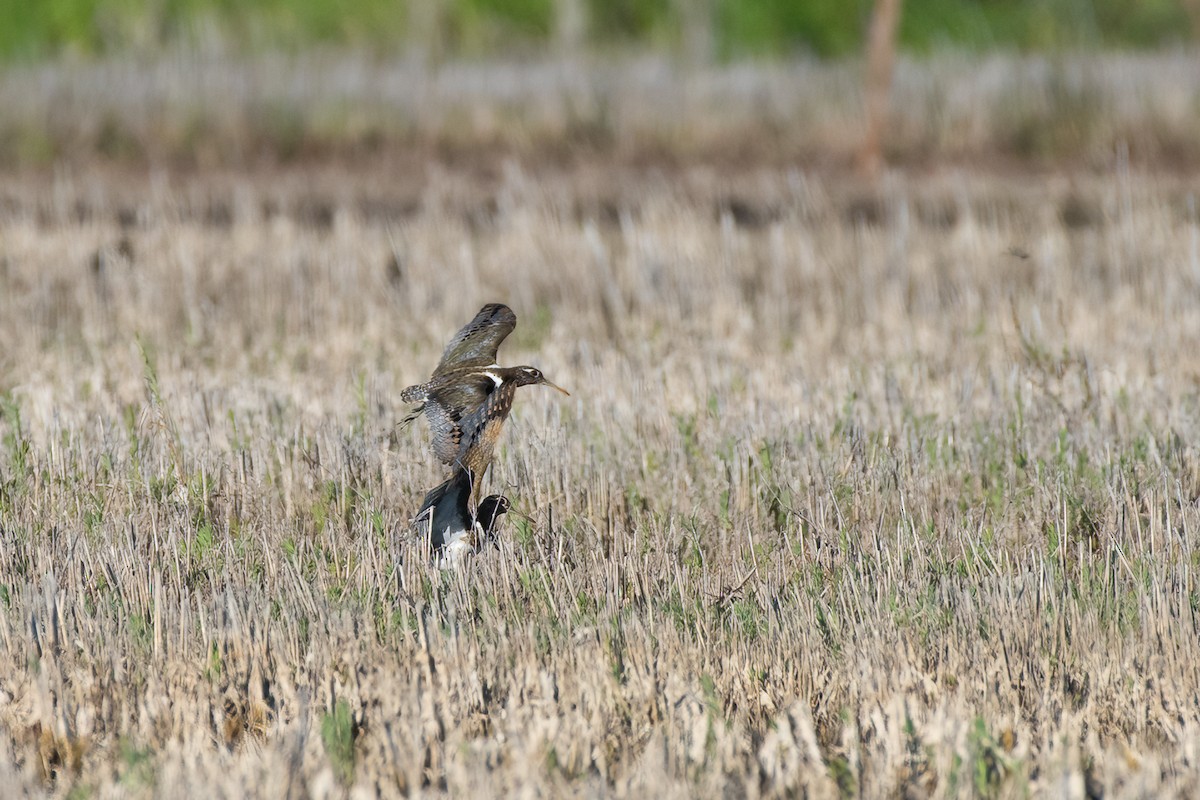 Australian Painted-Snipe - ML635354996