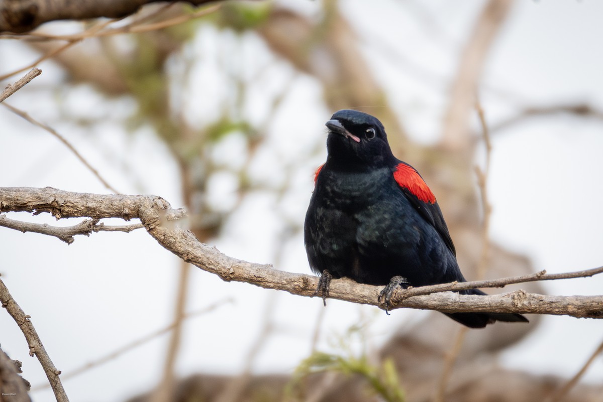 Red-shouldered Cuckooshrike - ML635355006