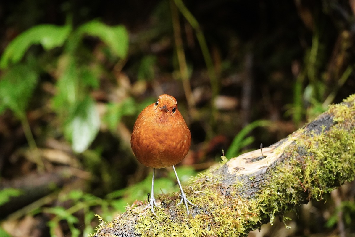 Chami Antpitta - ML635355008