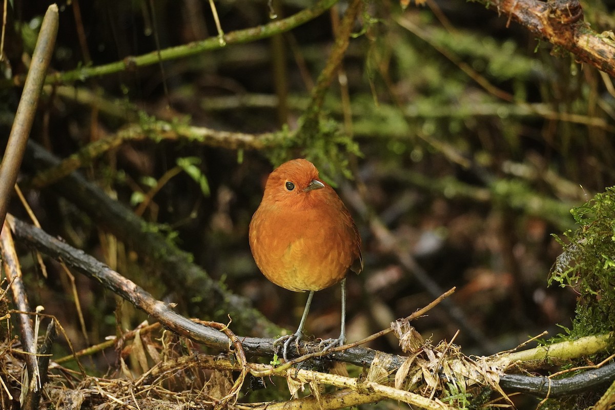 Chami Antpitta - ML635355010