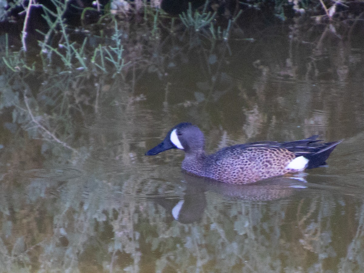 Blue-winged Teal - ML635355018