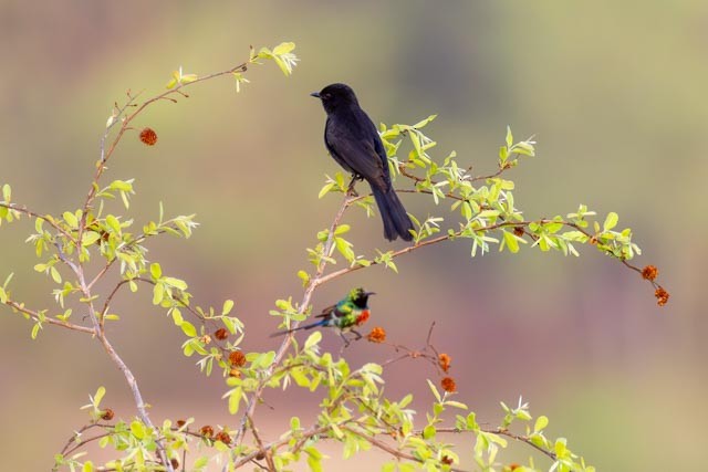 Fork-tailed Drongo - ML635355021