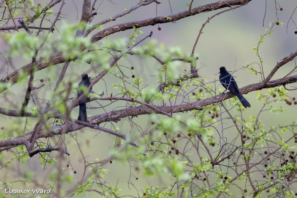 Fork-tailed Drongo - ML635355022