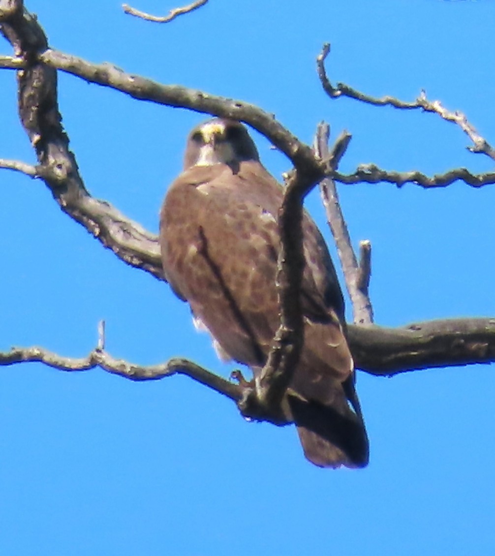 Swainson's Hawk - ML635355071