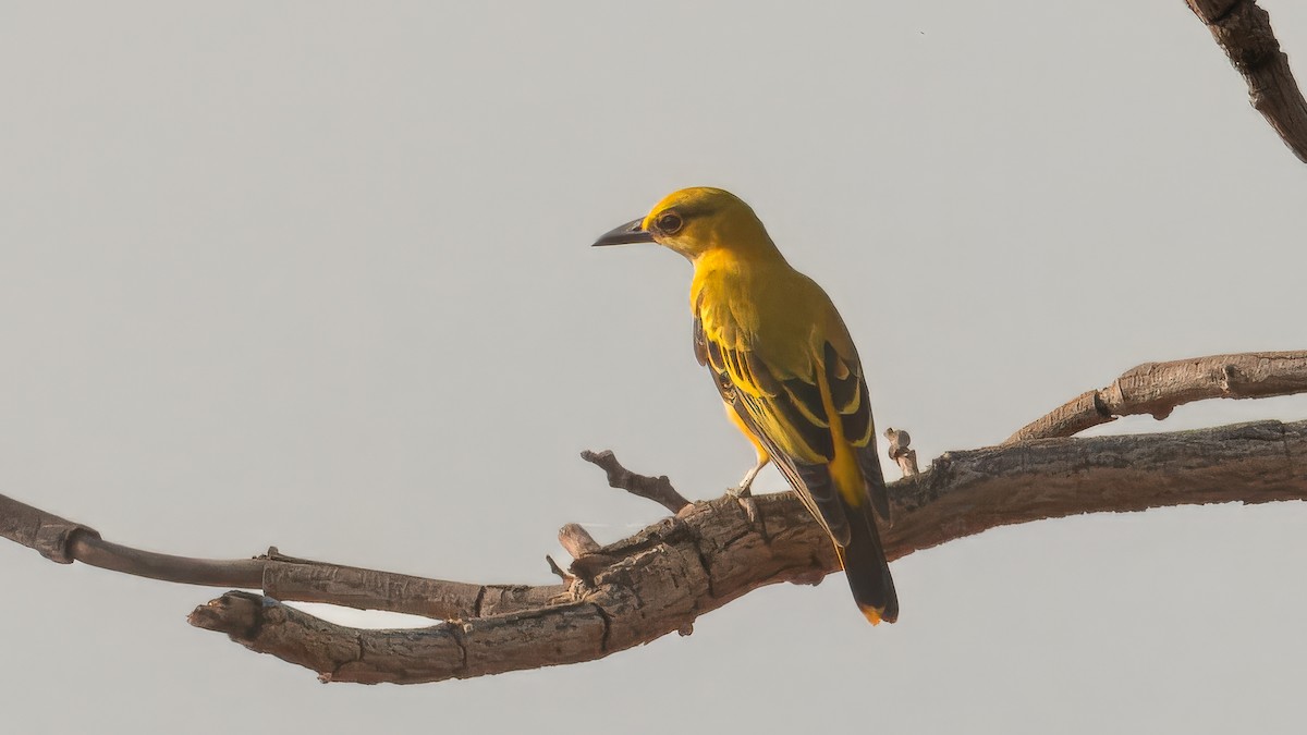 African Golden Oriole - ML635355084