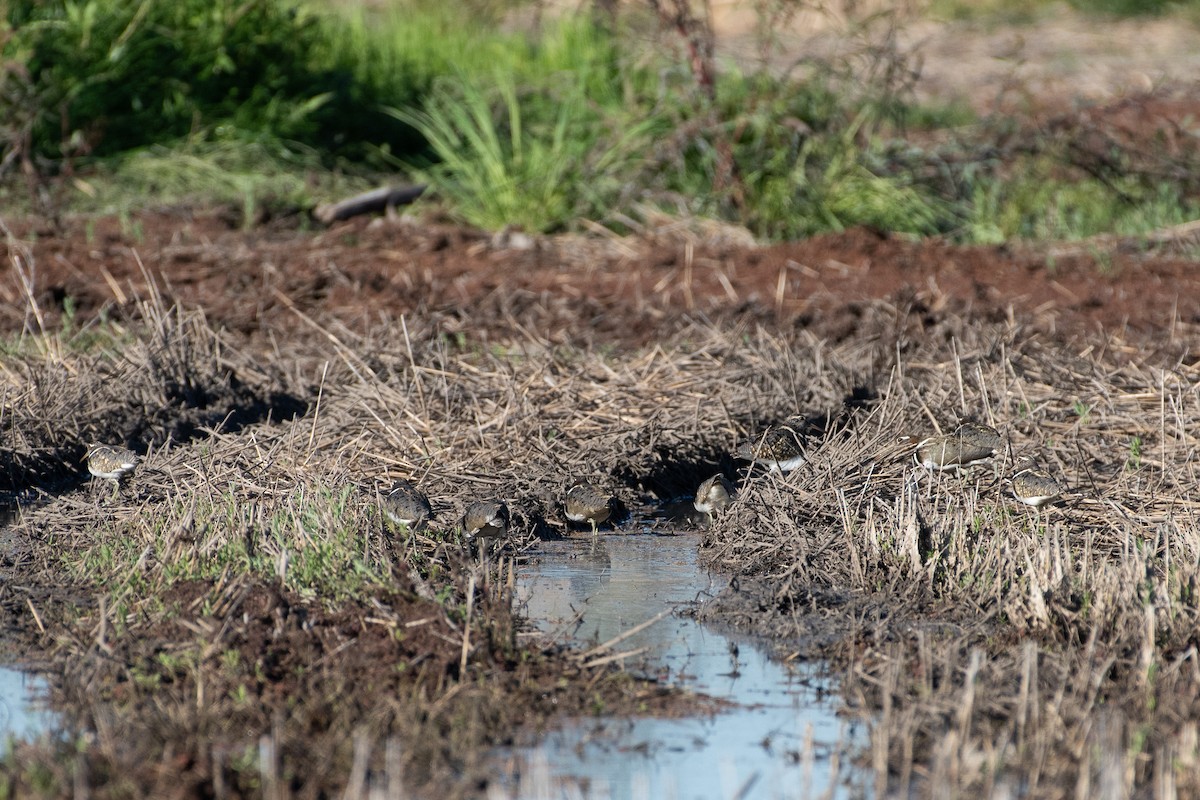 Australian Painted-Snipe - ML635355087