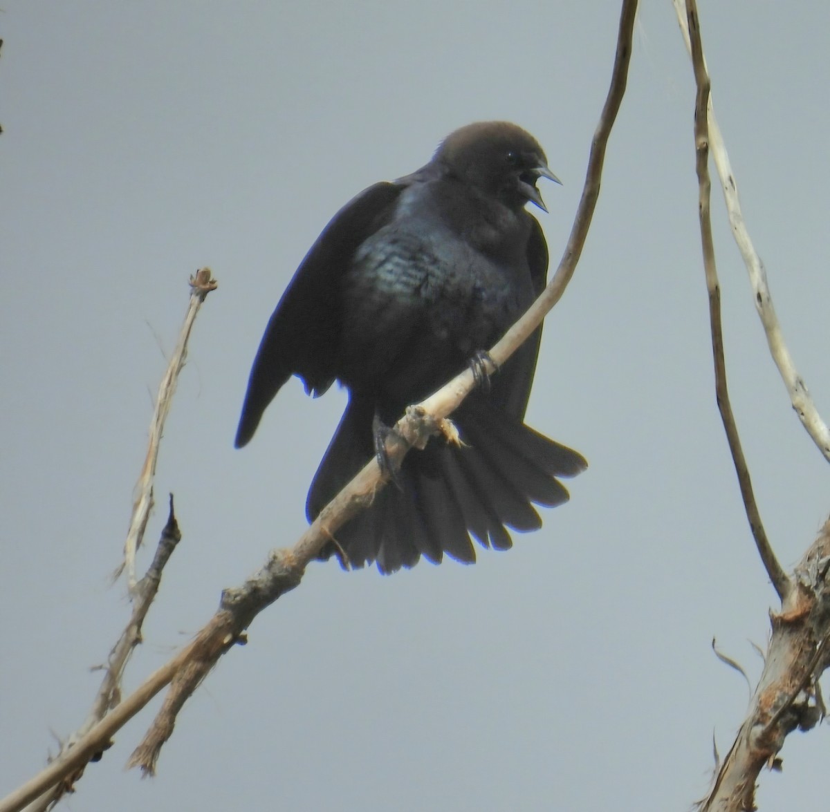 Brown-headed Cowbird - ML635355101