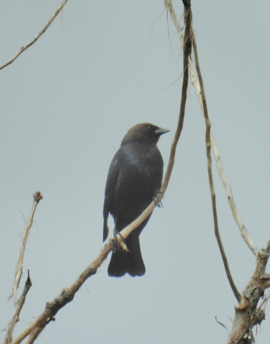 Brown-headed Cowbird - ML635355102