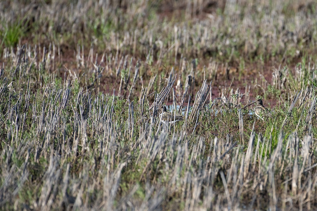 Australian Painted-Snipe - ML635355121