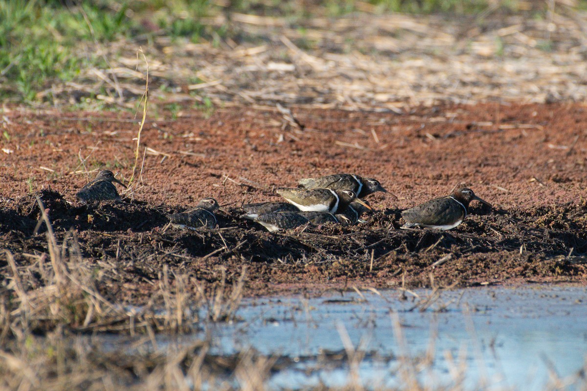 Australian Painted-Snipe - ML635355150