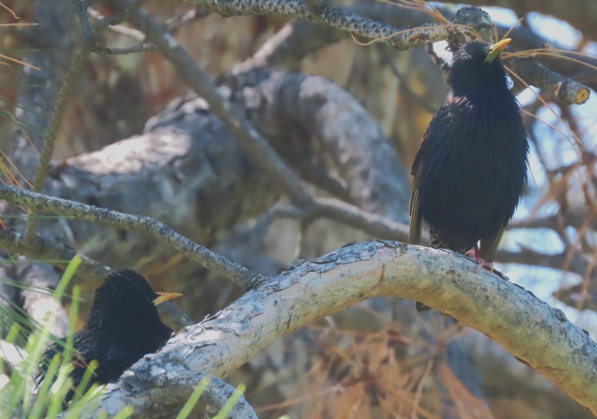 European Starling - ML635355151