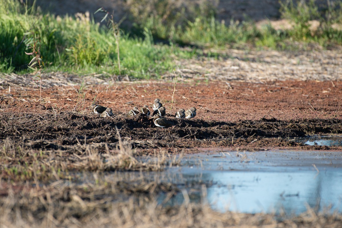 Australian Painted-Snipe - ML635355162
