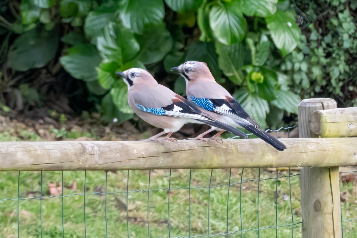Eurasian Jay - ML635355189