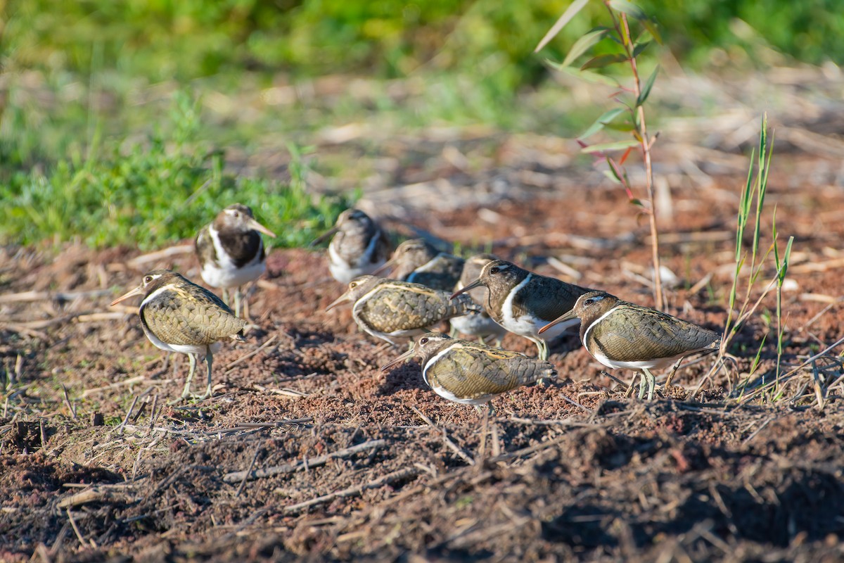 Australian Painted-Snipe - ML635355193