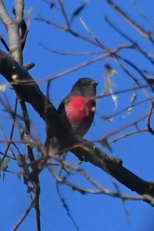 Gülpembe Bülbül - ML635355198