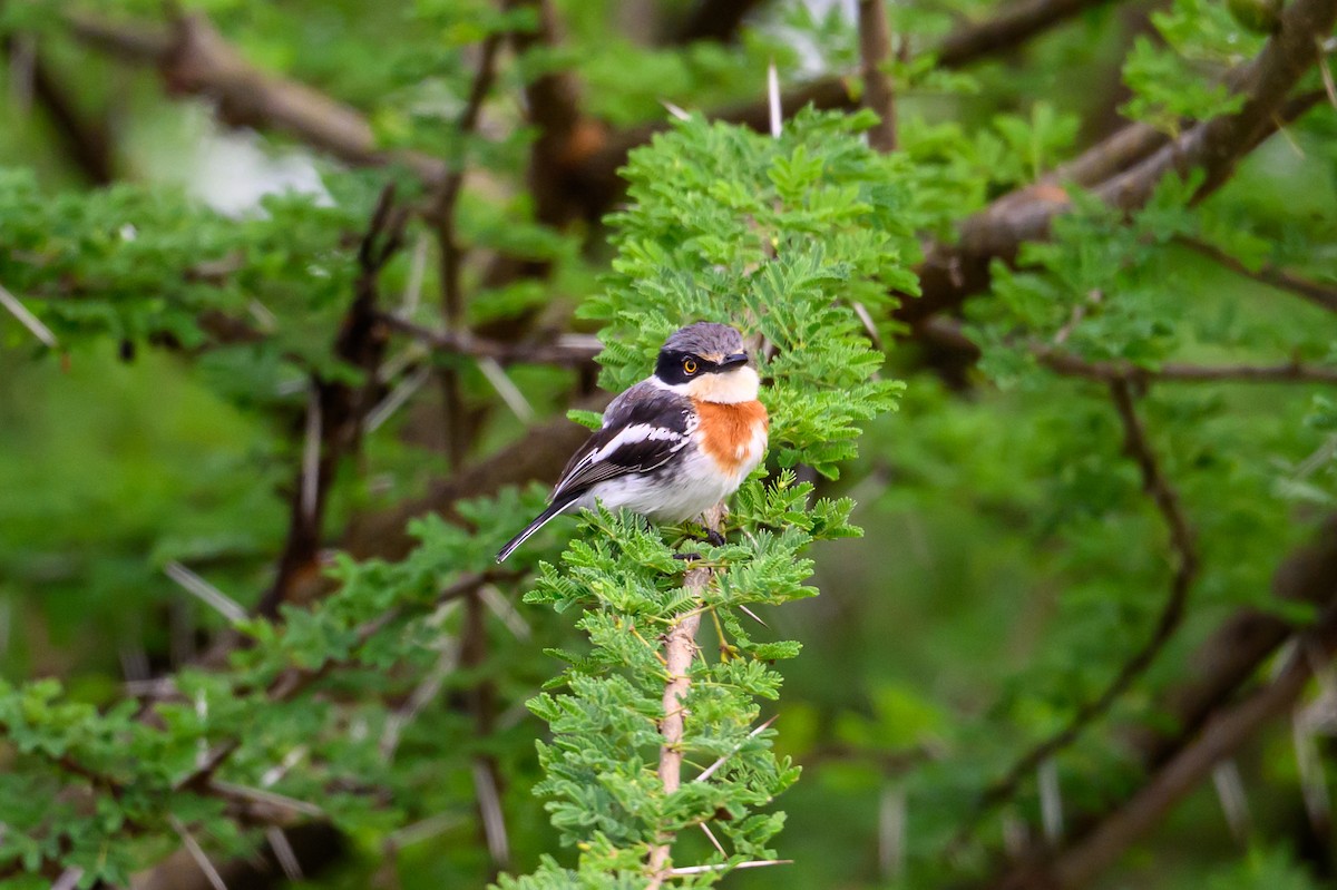 Pygmy Batis - ML635355230