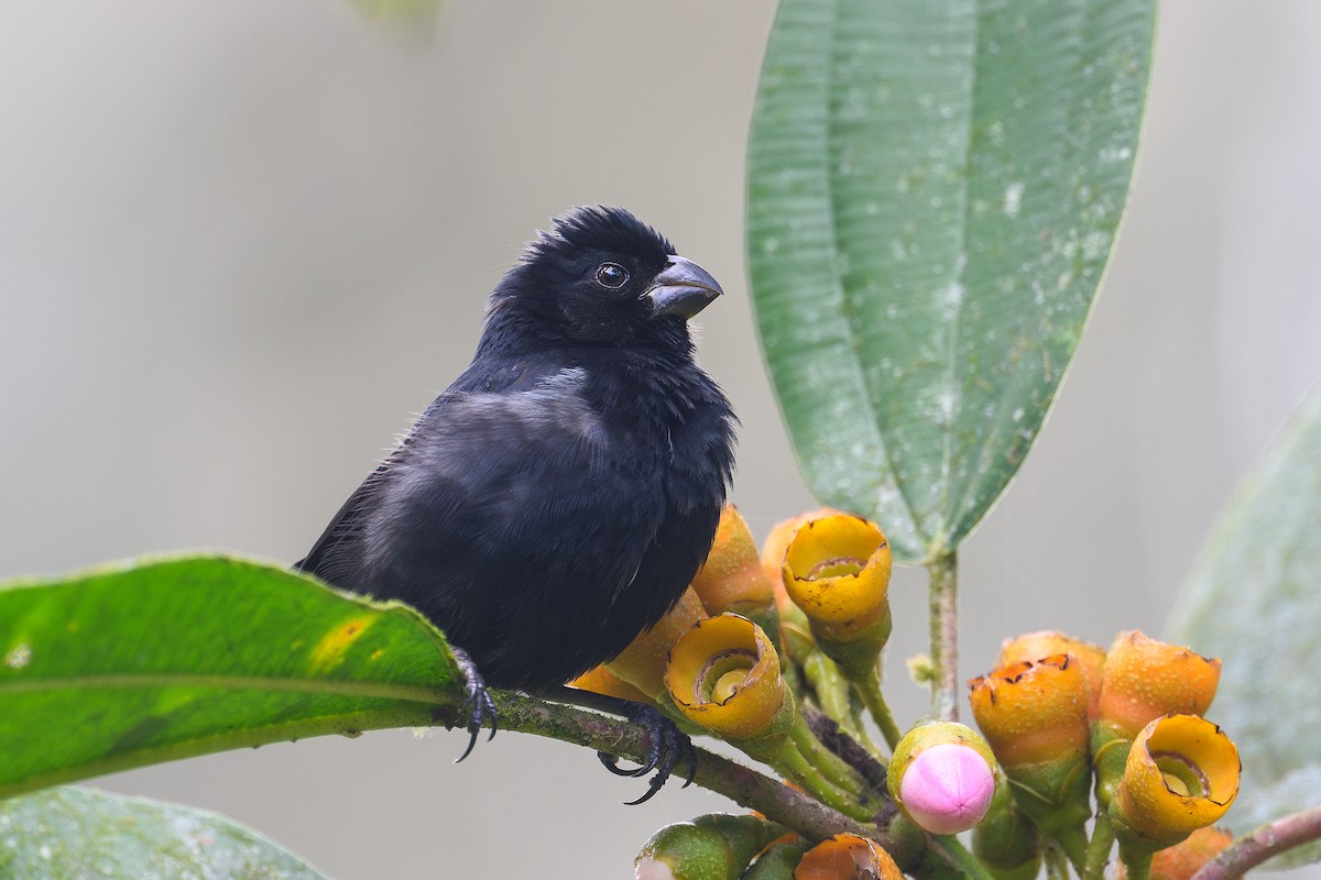 Variable Seedeater - ML635355303