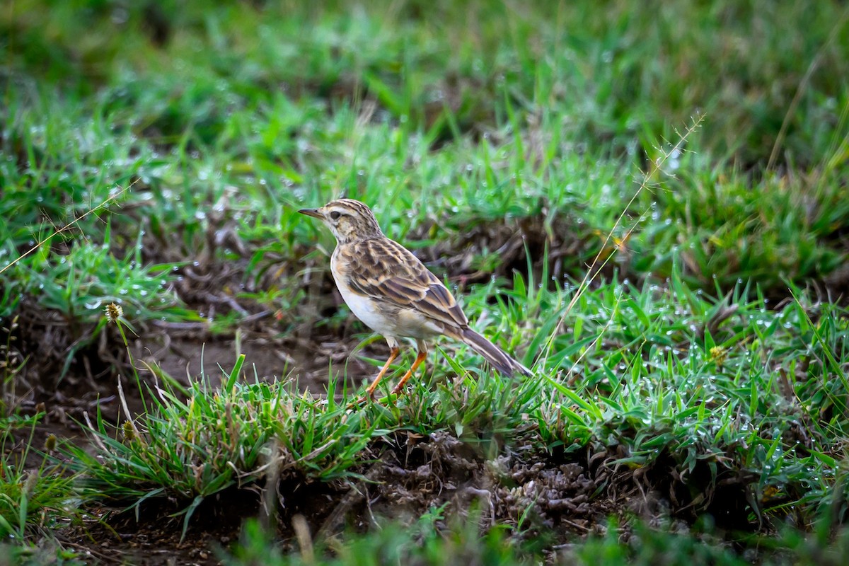 Beesley's Lark - ML635355305