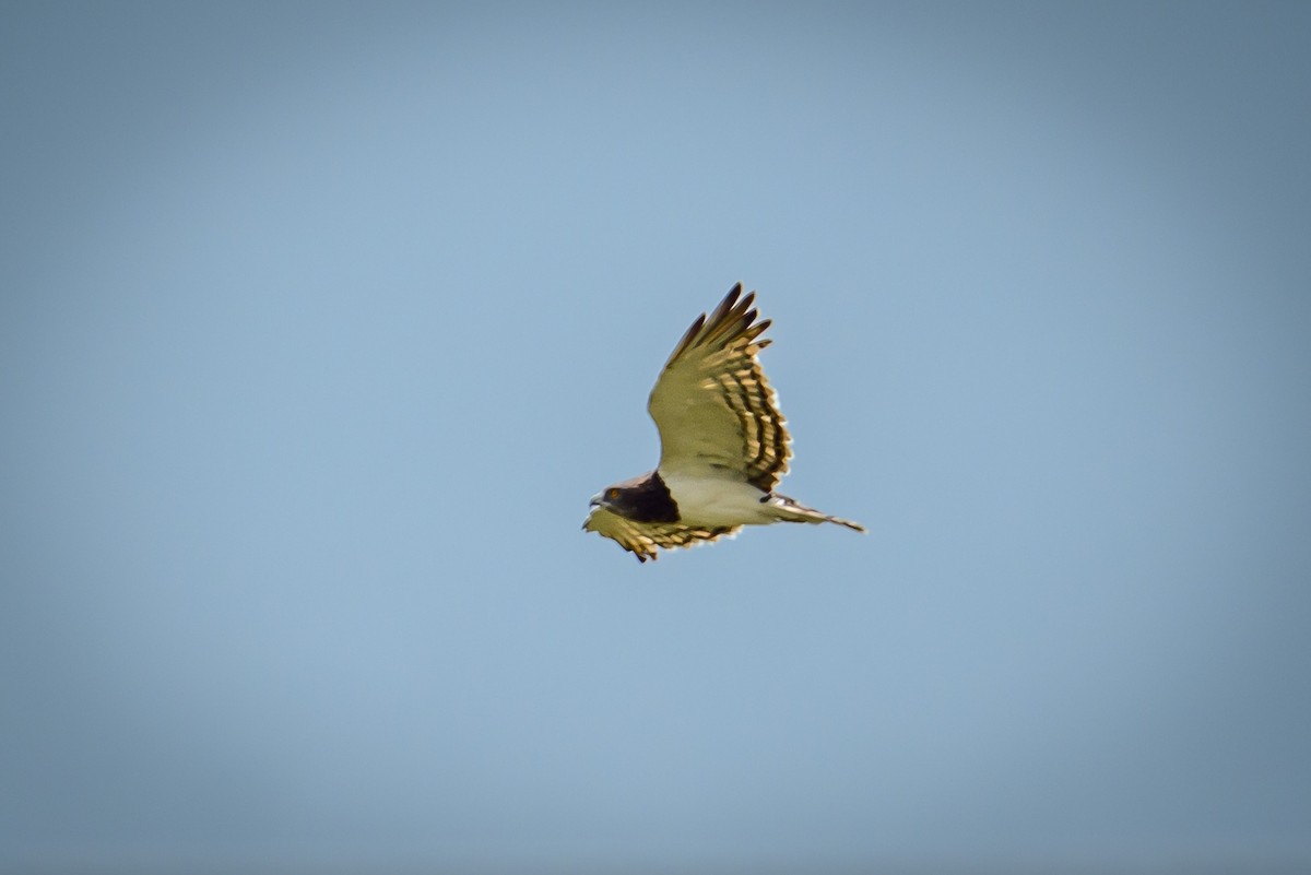 Black-chested Snake-Eagle - ML635355309