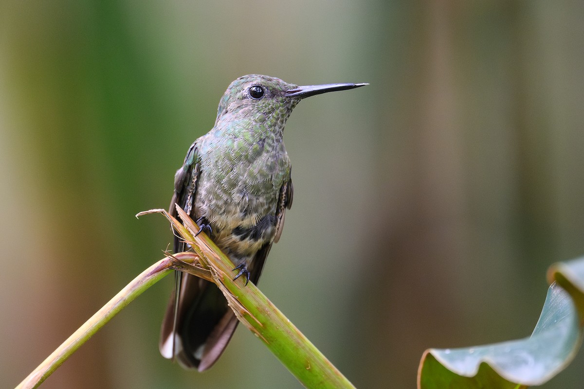 Scaly-breasted Hummingbird - ML635355316