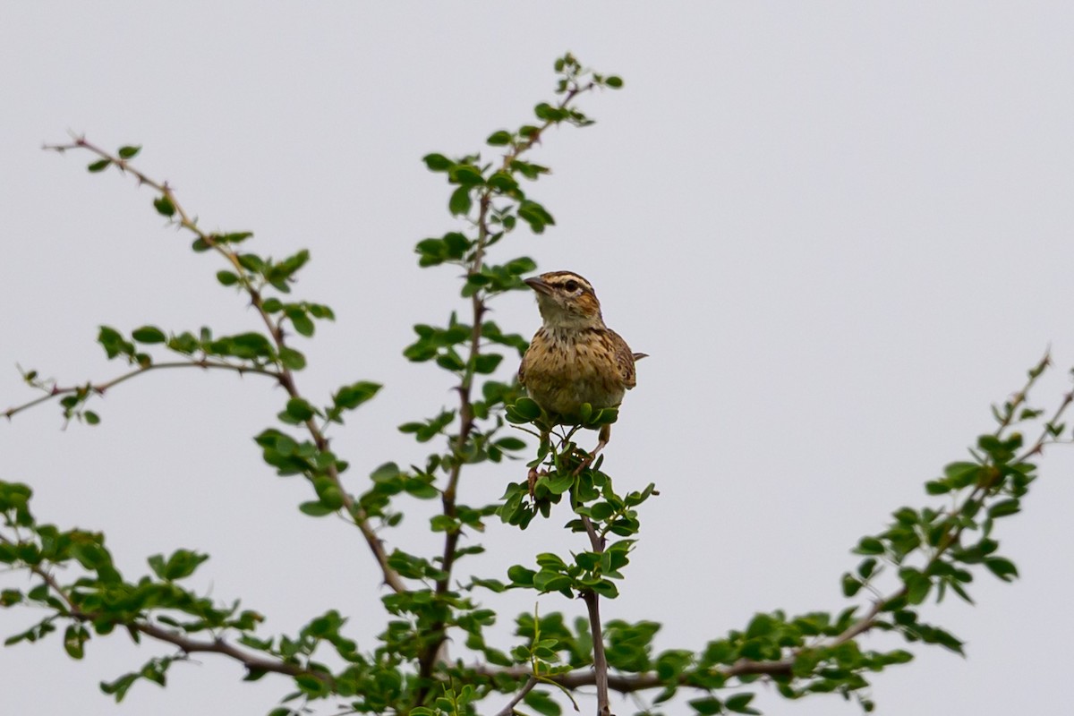 Fawn-colored Lark (Foxy) - ML635355340