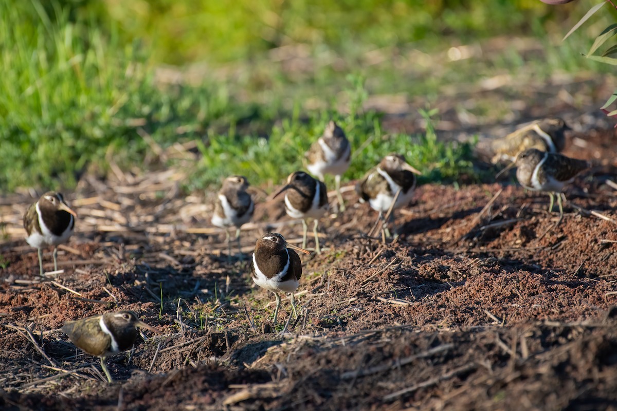 Australian Painted-Snipe - ML635355383