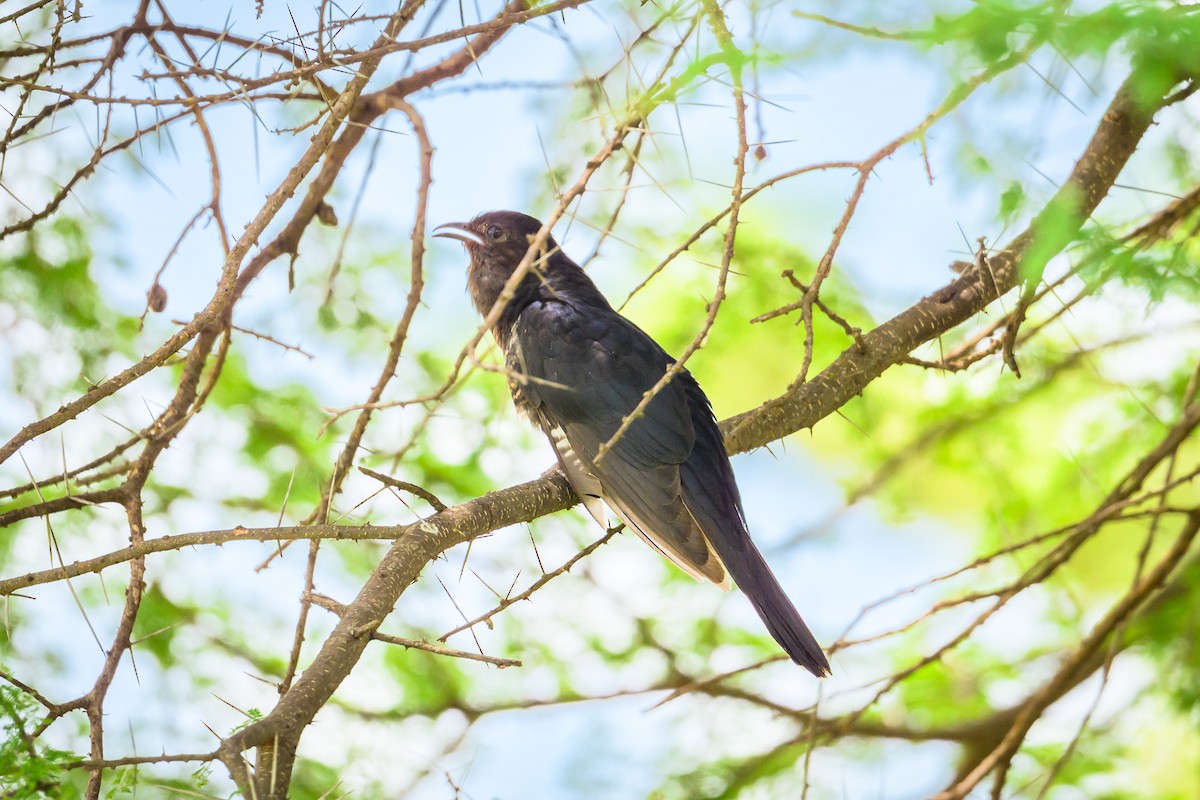 Black Cuckoo - ML635355386