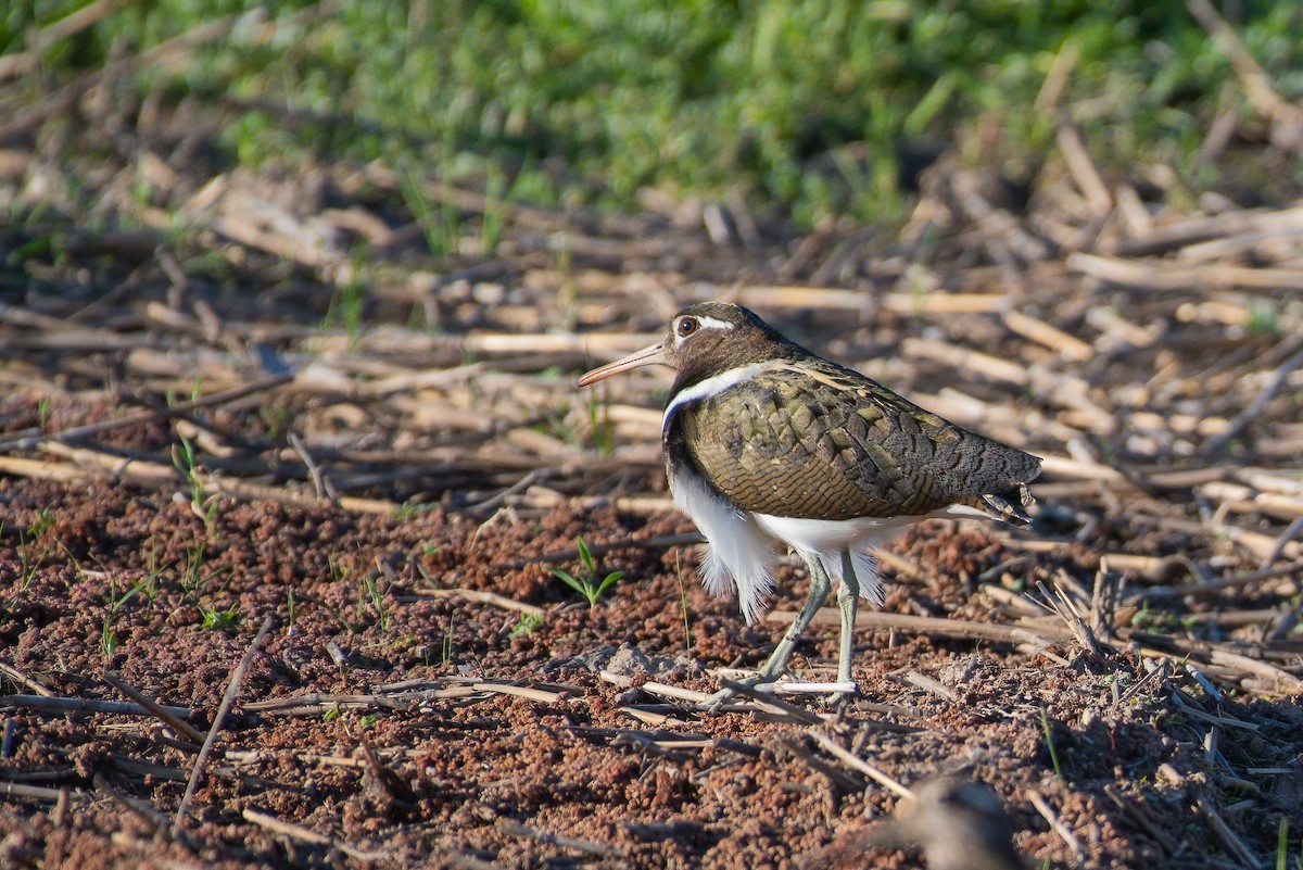 Australian Painted-Snipe - ML635355410
