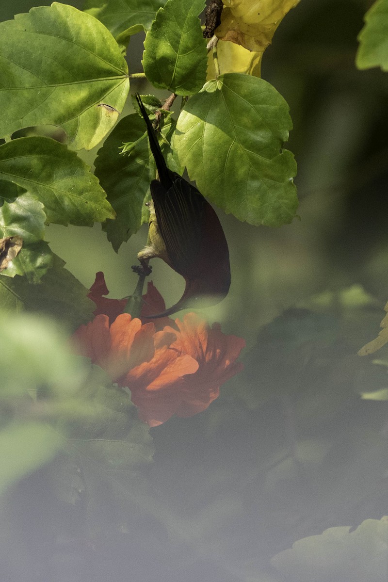 Crimson Sunbird - ML635355435