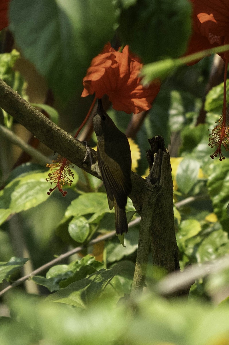 Crimson Sunbird - ML635355470