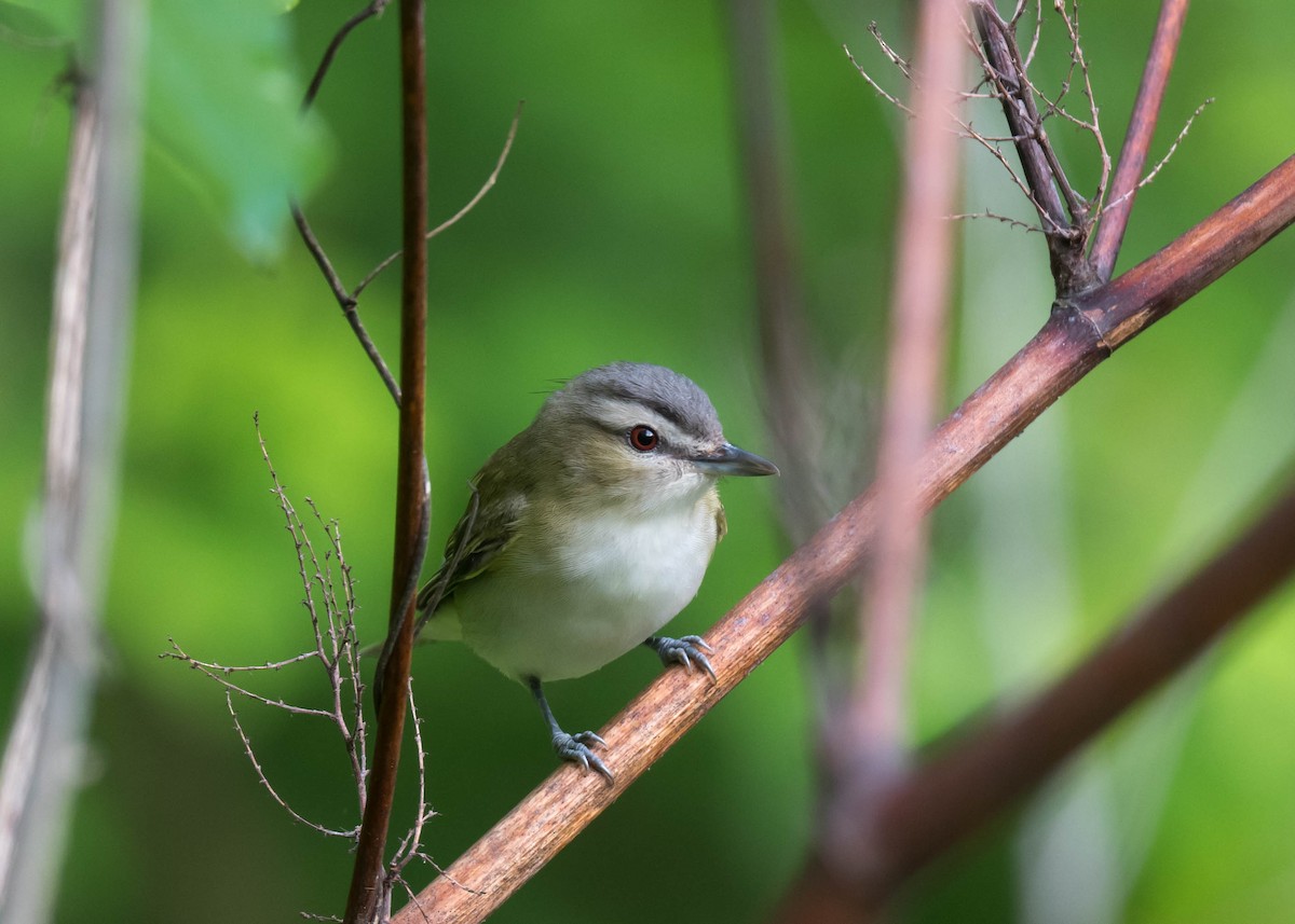 Vireo begigorria - ML635355529