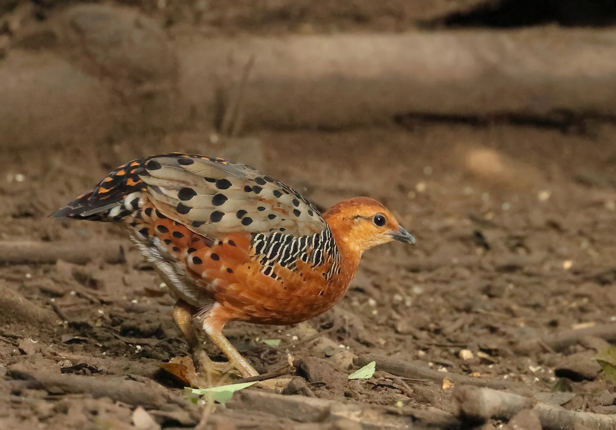 アカチャシャコ - ML635355559