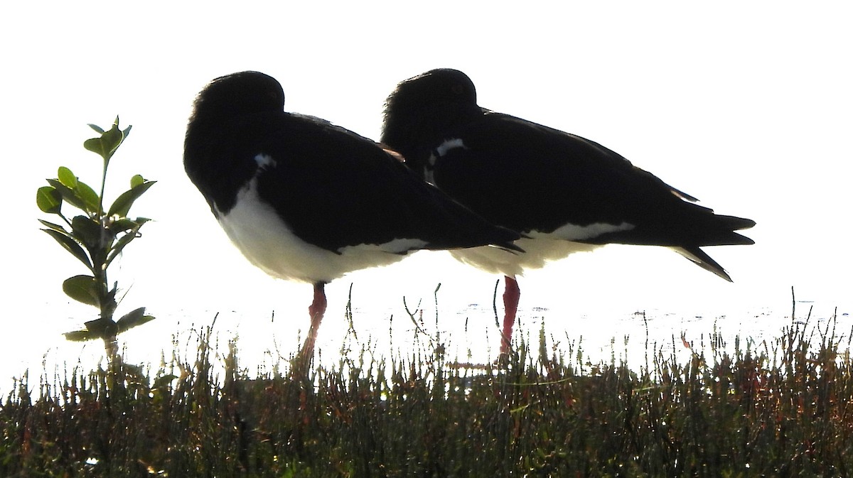 Pied Oystercatcher - ML635355567